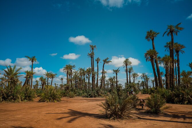 Sunset Camel Ride in the Palm Grove Of Marrakech - Memorable Moments and Reviews