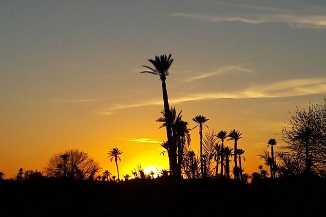 Sunset Camel Ride in the Palm Grove of Marrakech - Highlights of the Camel Ride