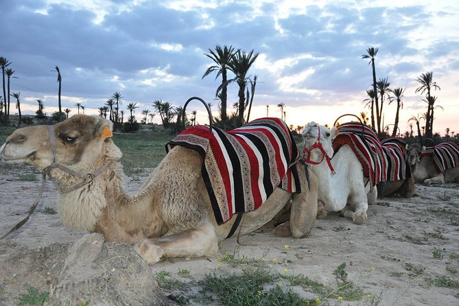 Sunset Camel Ride in the Palm Grove of Marrakech - Preparation and Dress Code