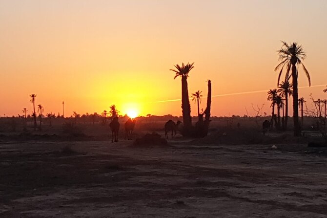 Sunset Camel Ride Marrakech Palmeraie - Confirmation and Accessibility