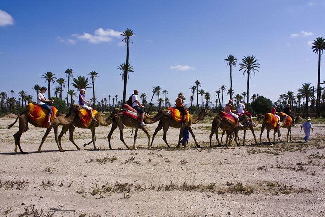 Sunset Camel Ride With Tea Break in the Palm Grove of Marrakech - Inclusions