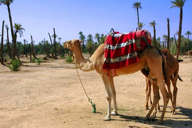 Sunset Camel Ride With Tea Break in the Palm Grove of Marrakech - Experience Highlights