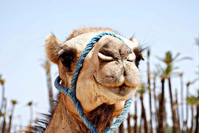 Sunset Camel Ride With Tea Break in the Palm Grove of Marrakech - Camel Ride Experience