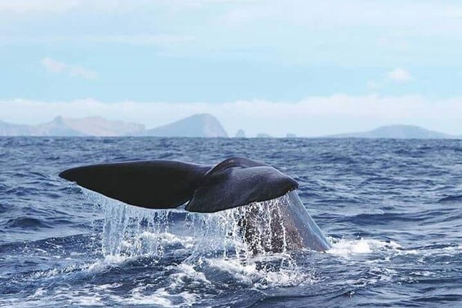 Sunset Catamaran Tour L Madeira Island - Participation Guidelines