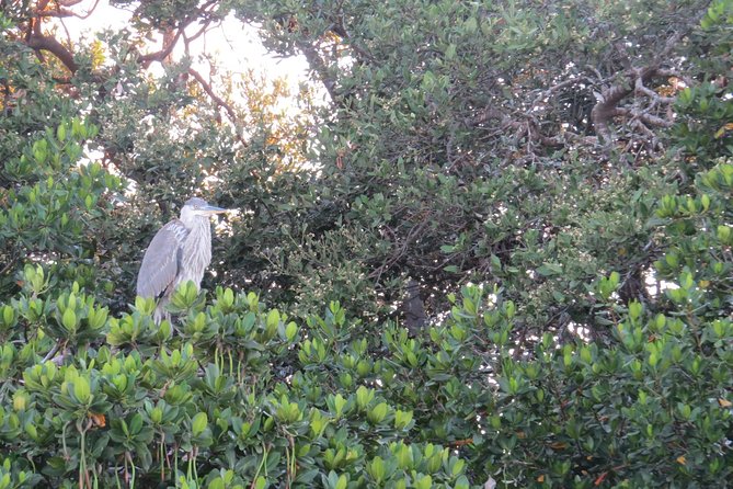 Sunset Cruise Over the Gulf of Mexico - Experience and Highlights