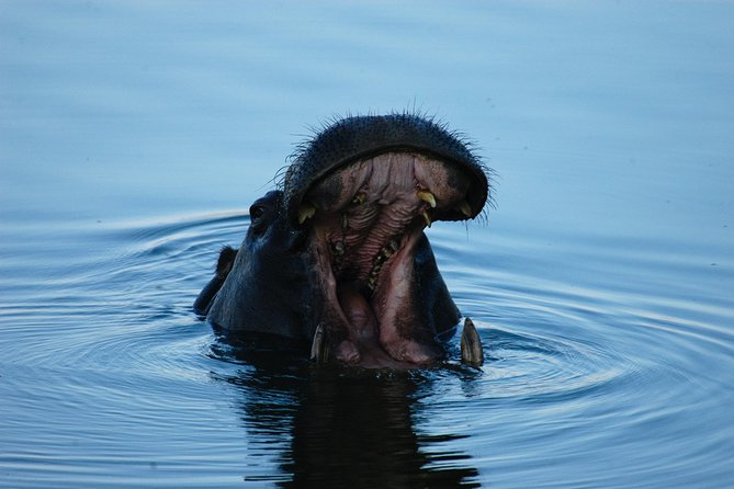 Sunset Cruises on the Zambezi River From Victoria Falls - Beverage and Snack Inclusions