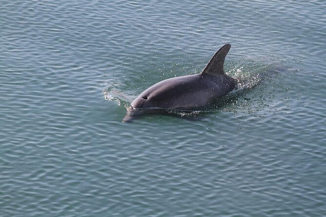 Sunset, Dolphin/Birding On A Private Guided Savannah Cruise - Meeting and Pickup