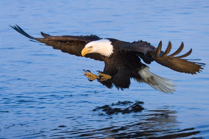 Sunset, Dolphin/Birding On A Private Guided Savannah Cruise - Cruising Through Scenic Waterways