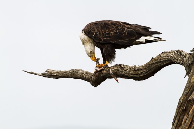 Sunset, Dolphin/Birding On A Private Guided Savannah Cruise - Spotting Wildlife and Birdlife