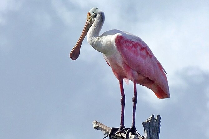 Sunset, Dolphin/Birding On A Private Guided Savannah Cruise - Customer Testimonials