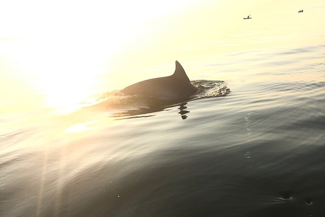 Sunset Dolphin Kayak Tours - Inclusions and Requirements