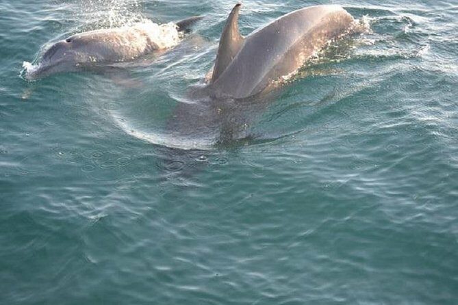 Sunset Dolphin Sail Aboard the Footloose Catamaran - Key Points