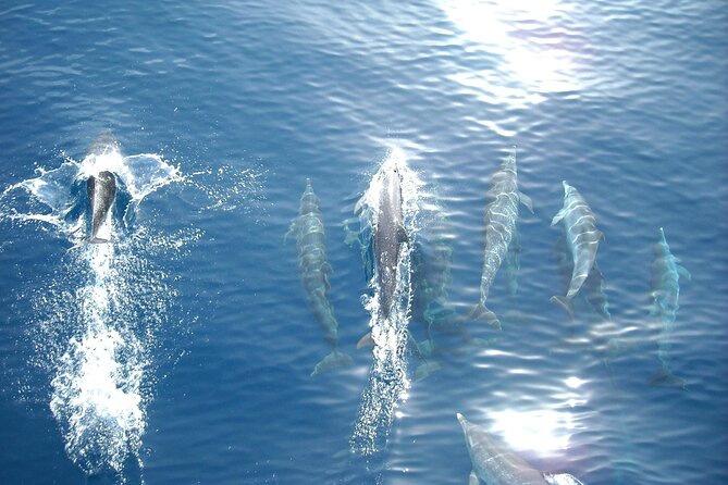 Sunset Dolphin Watching Boat Tour From Vrsar - Meeting and Location Details