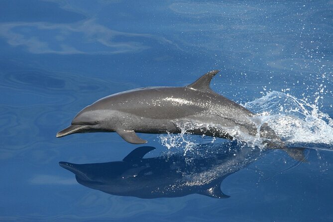 Sunset Dolphin Watching Boat Tour From Vrsar - Inclusions and Amenities