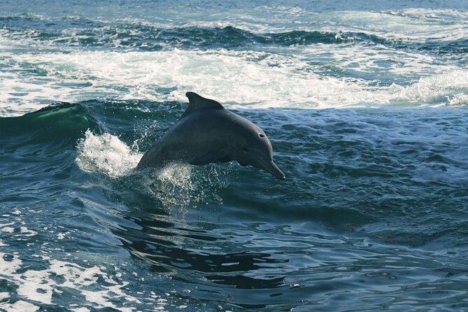 Sunset Dolphin Watching Boat Tour From Vrsar - Highlights of the Experience