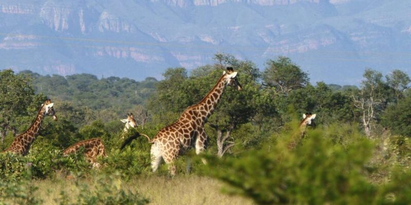Sunset Drive & Bush Dinner | Big 5 Game Reserve (HOEDSPRUIT) - Experience Description
