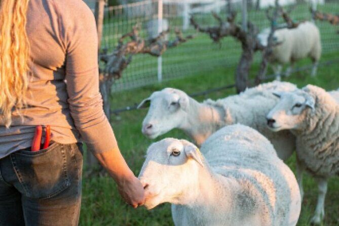 Sunset Eco Farm Experience Sheep Olive Oil Wine Cheese Tasting - A Practical Look at the Sunset Eco Farm Experience: Sheep, Olive Oil, Wine & Sunset Views