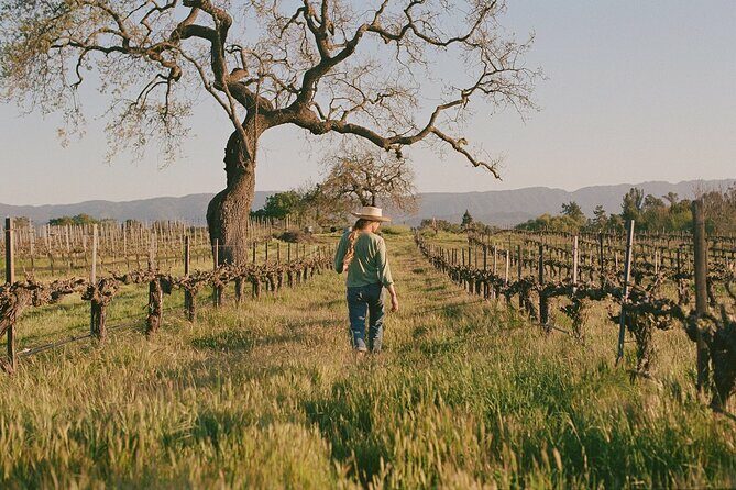 Sunset Eco Farm Experience Sheep Olive Oil Wine Cheese Tasting - Key Points