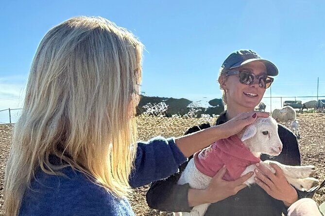 Sunset Eco Farm Experience Sheep Olive Oil Wine Cheese Tasting - Who Should Book This Experience?