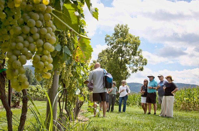 Sunset Eco Farm Experience Sheep Olive Oil Wine Cheese Tasting - Final Thoughts