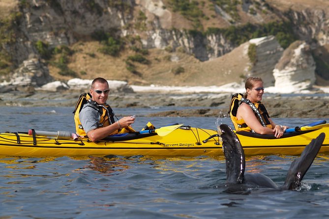 Sunset Evening Kayaking Tour - Kaikoura - Traveler Reviews and Feedback