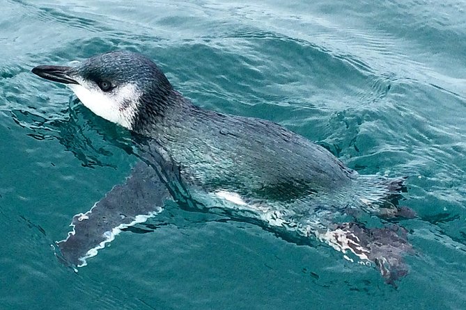 Sunset Evening Kayaking Tour - Kaikoura - Kayaking Experience and Highlights