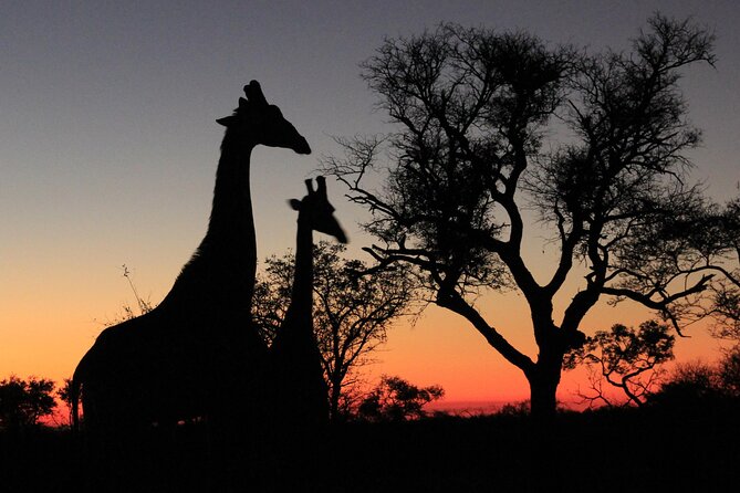 Sunset Game Drive Safari Near Hoedspruit - Key Points