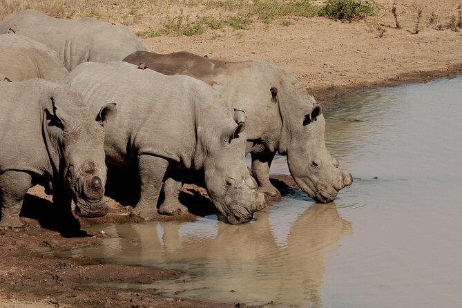Sunset Game Drive Safari Near Hoedspruit - Booking Confirmation