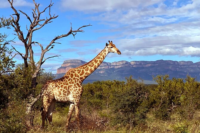 Sunset Game Drive Safari Near Hoedspruit - Accessibility Information