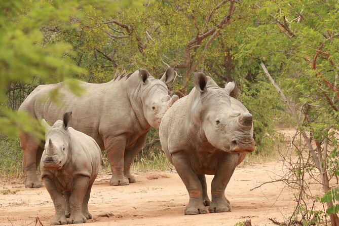 Sunset Game Drive Safari Near Hoedspruit - Group Size Limit