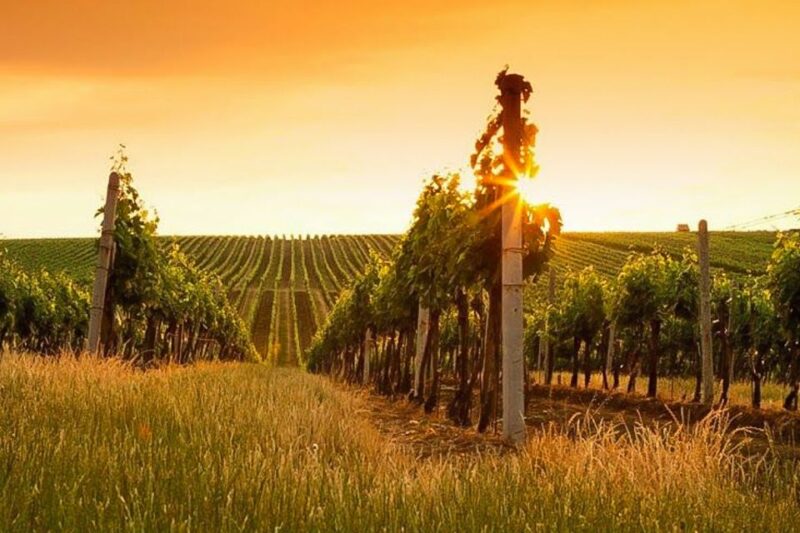 Sunset in Siena & Dinner in Chianti Tour From Florence - Panoramic Sunset Views
