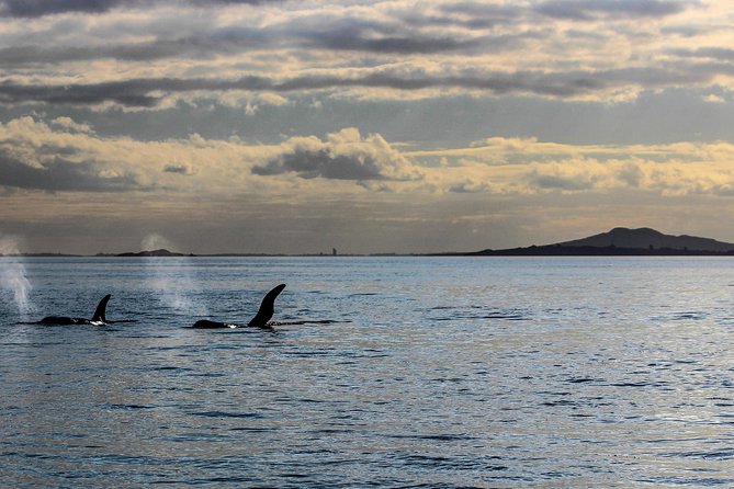 Sunset Kayak Tour to Rangitoto Island - Scenic Views and Experiences