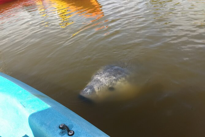 Sunset Kayaking Tour at Manatee Cove With Manatee & Dolphin Sightings - Tour Participant Restrictions
