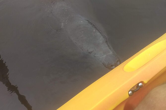 Sunset Kayaking Tour at Manatee Cove With Manatee & Dolphin Sightings - Sunset Viewing and Island Visit