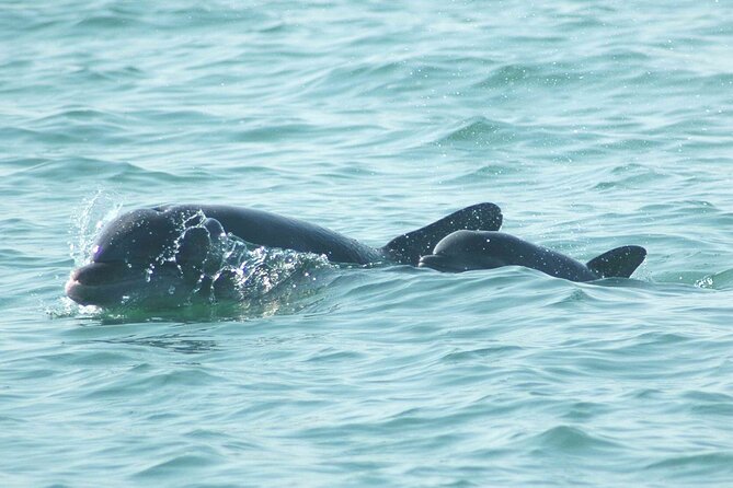 Sunset Kayaking With Dolphins - Witnessing the Sunset Spectacle
