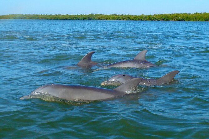 Sunset Kayaking With Dolphins - Meeting and End Points