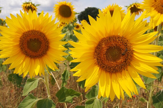 Sunset Lavender Tour From Aix-En-Provence - Highlights and Experiences