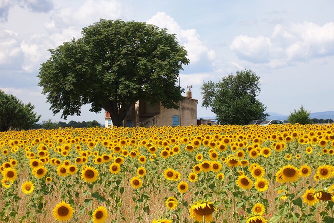 Sunset Lavender Tour From Aix-En-Provence - Guest Feedback: Areas for Improvement