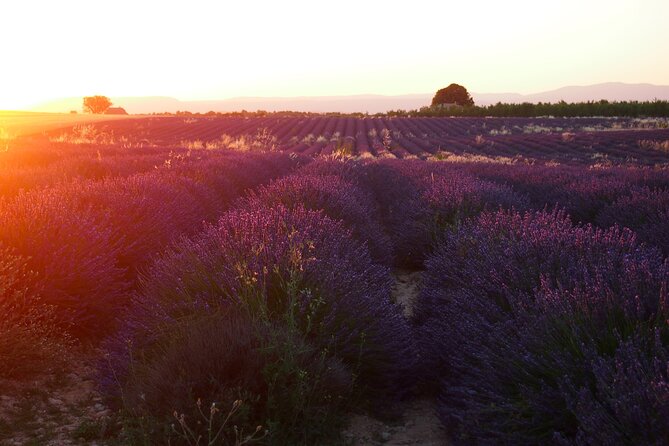 Sunset Lavender Tour From Aix-En-Provence - Lavender Farm Visit