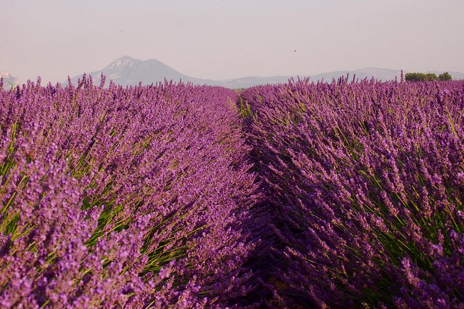 Sunset Lavender Tour in Valensole With Pickup From Marseille - Transportation & Meeting Details