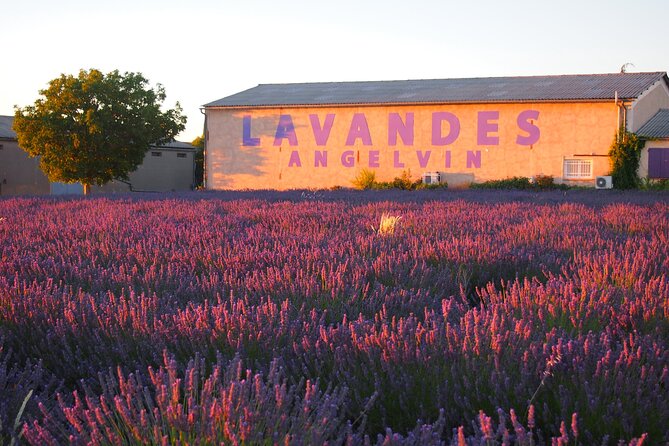 Sunset Lavender Tour in Valensole With Pickup From Marseille - Accessibility and Infant Seats