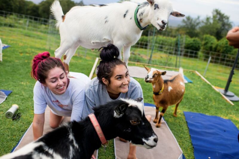 Sunset Maui Goat Yoga With Live Music - Experience Highlights