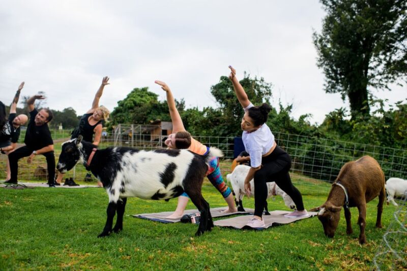 Sunset Maui Goat Yoga With Live Music - Cancellation and Flexibility