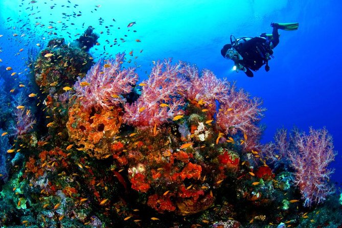 Sunset Night Dive for Certified Divers in St Thomas - Overview of the Activity