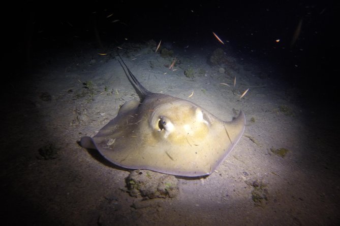 Sunset Night Dive for Certified Divers in St Thomas - Scuba Equipment and Inclusions