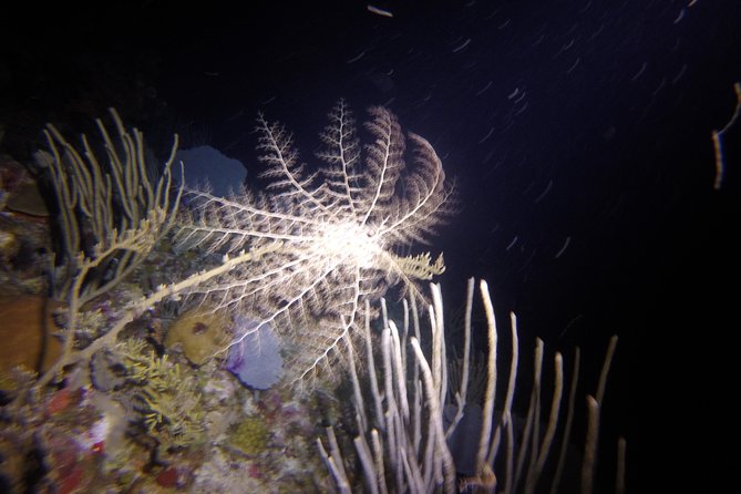 Sunset Night Dive for Certified Divers in St Thomas - Recommended for Travelers
