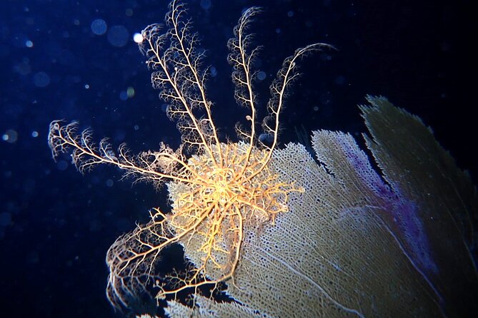 Sunset on the Water + Night Snorkeling With Guide in St. Thomas - Meeting Point and Transportation