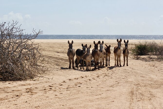 Sunset Pacific Donkey Hiking Tour - Inclusions and Costs