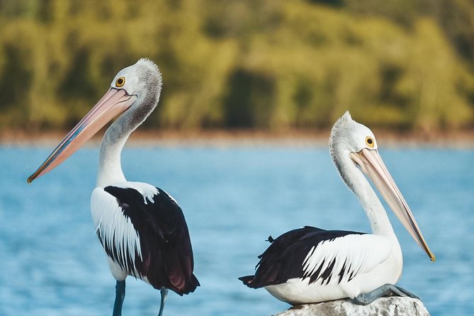 Sunset River Cruise Near Byron Bay - Accessibility and Participation