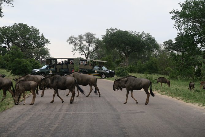 Sunset Safari With Open Top Vehicle in Pilanesberg National Park - Authentic Safari Experience